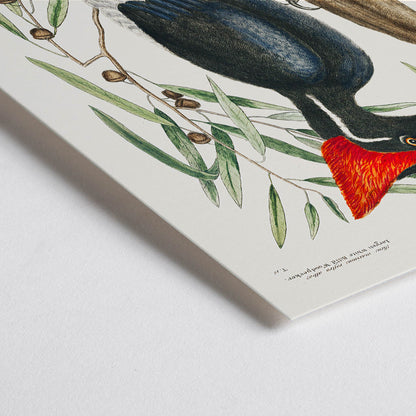 Closeup detail of Ivory-billed Woodpecker by Mark Catesby from The Natural History of Carolina Florida and the Bahama Islands artwork and poster showing bird in tree