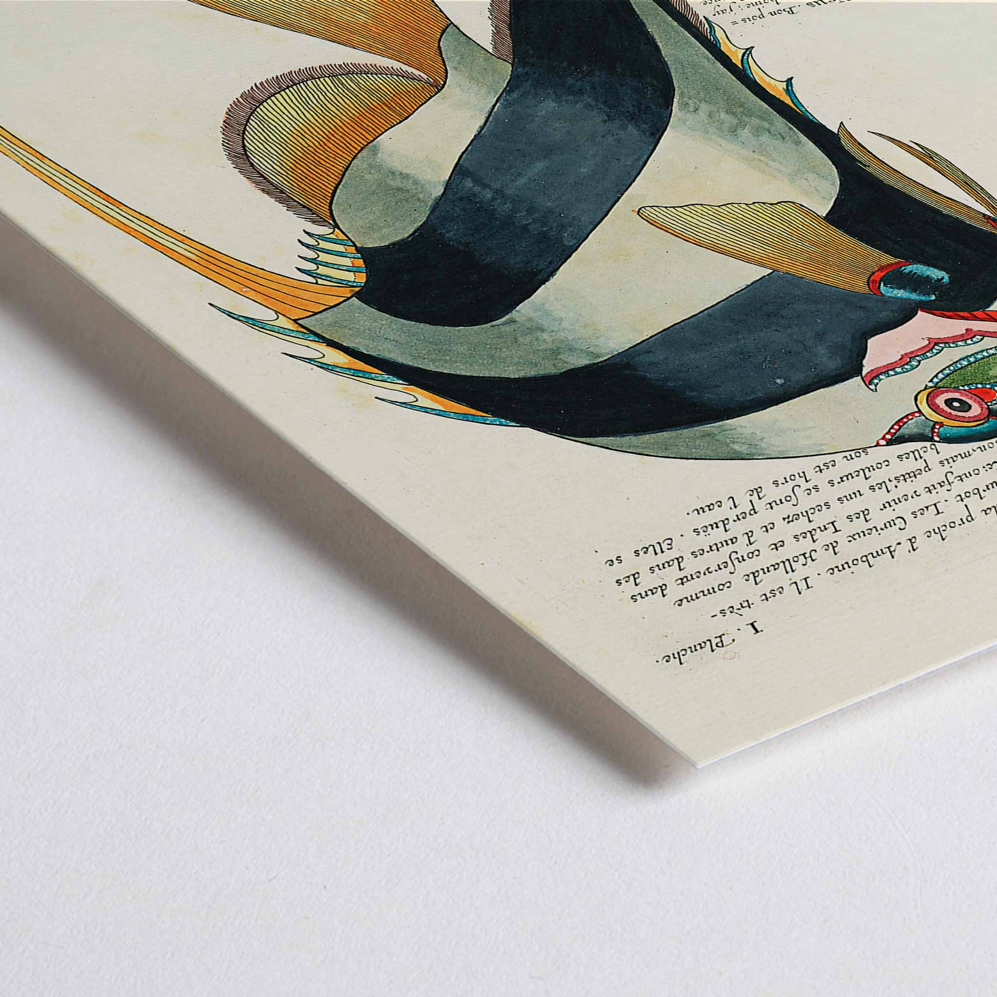 Closeup detail of Colourful surreal fish illustrations and poster by Louis Renard from Histoire naturelle des plus rares curiositez de la mer des Indes