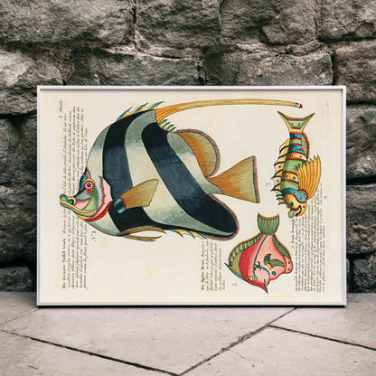 Colourful surreal fish illustrations and poster by Louis Renard from Histoire naturelle des plus rares curiositez de la mer des Indes, framed and displayed in modern living room decor