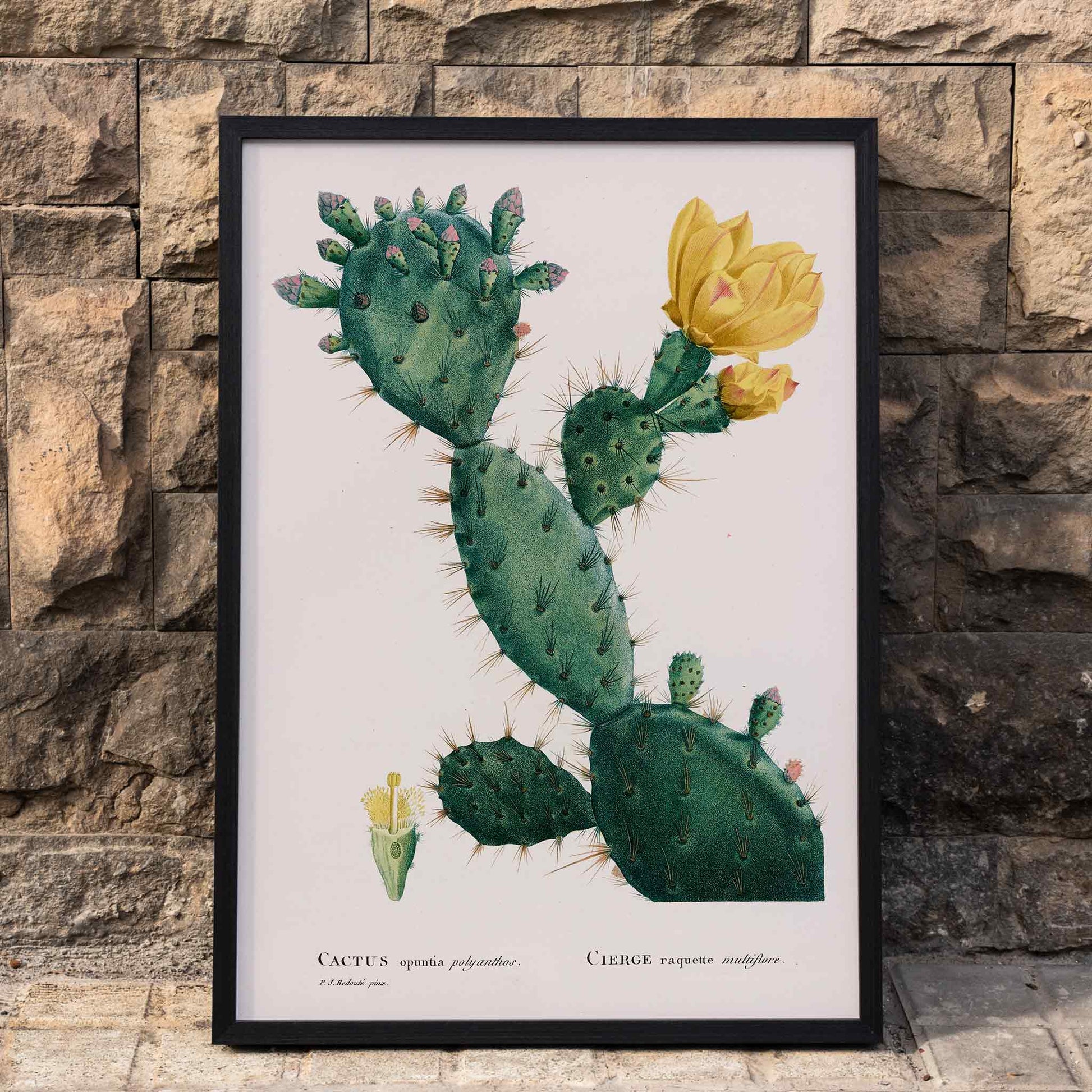 Botanical illustration and poster of green Opuntia cactus with yellow flowers artwork by Pierre-Joseph Redoute, framed and displayed in home decor