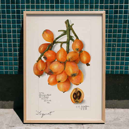 Botanical illustration and poster of orange loquat fruit cluster with seeds by Amanda Almira Newton titled Loquats Eriobotrya Japonica wall decor, framed and displayed in home decor