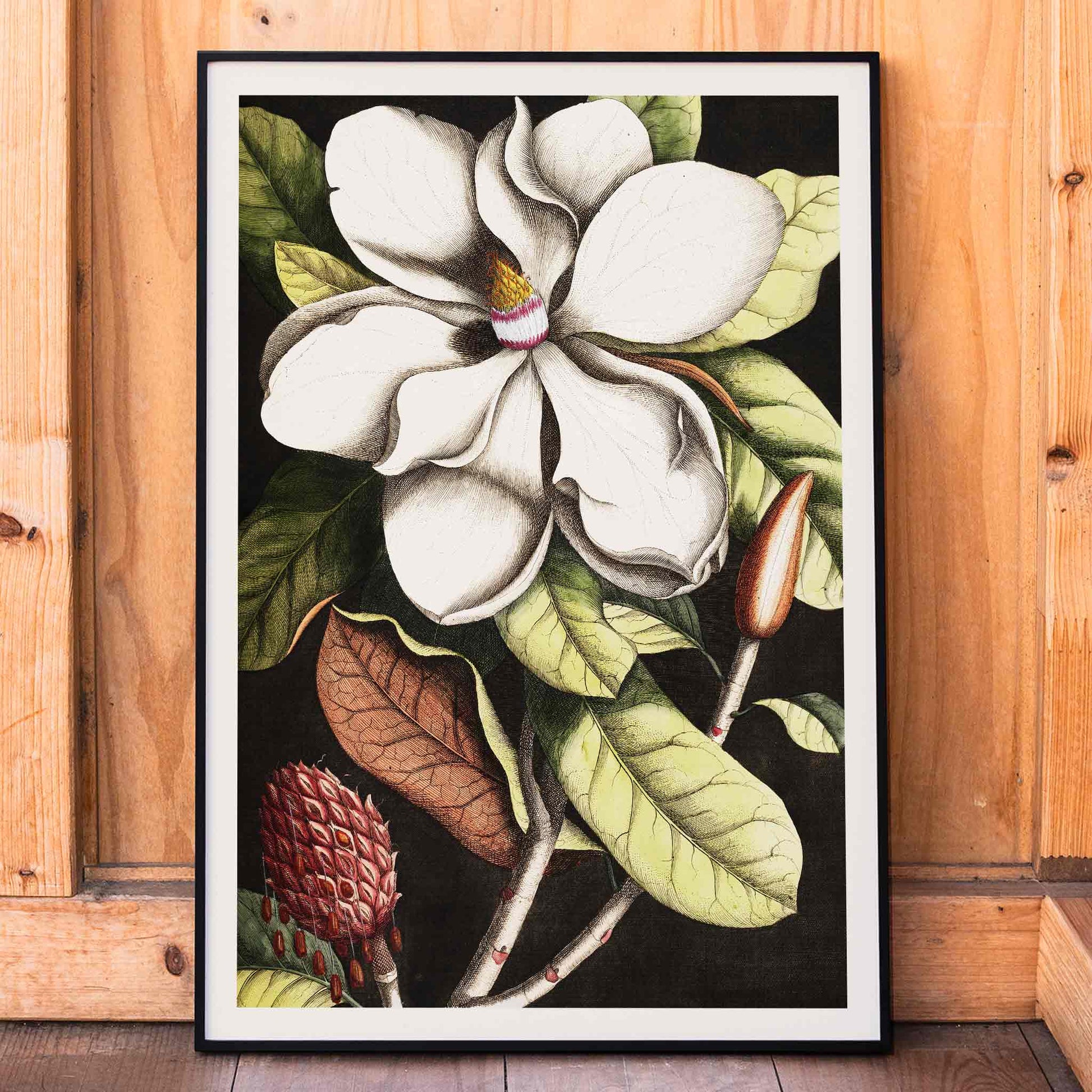 Botanical illustration and poster of Laurel Tree Magnolia altissima with white flower and green leaves by Mark Catesby for wall decor, framed and displayed in home decor