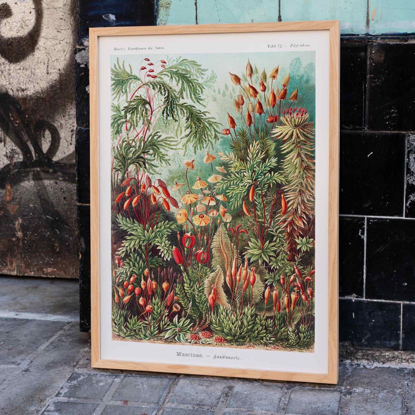 Vibrant botanical illustration of mosses plants and fungi by Ernst Haeckel Muscinae Laubmoose Kunstformen der Natur poster, framed and displayed in home decor