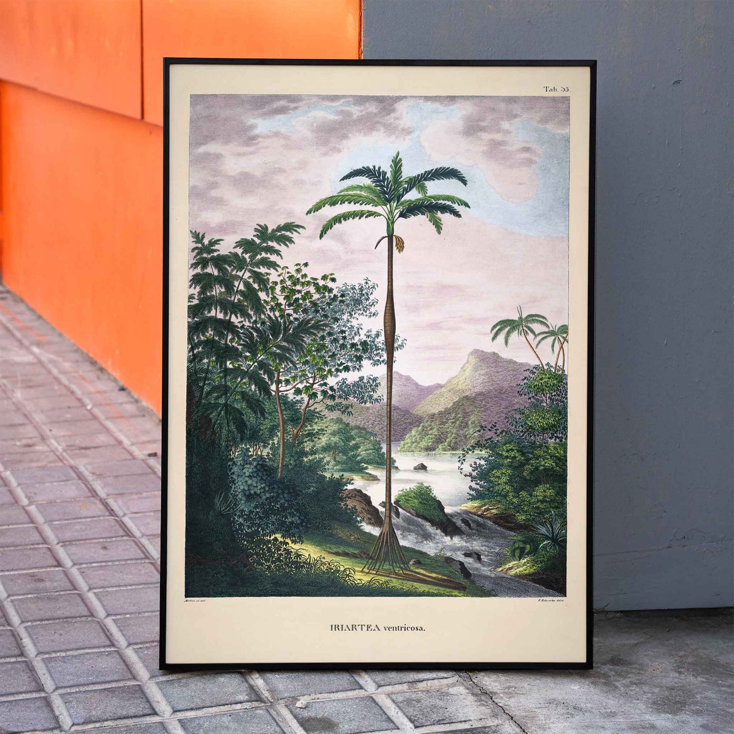 Iriartea ventricosa palm tree in lush tropical landscape artwork by Carl Friedrich Philipp von Martius poster, framed and displayed in home decor