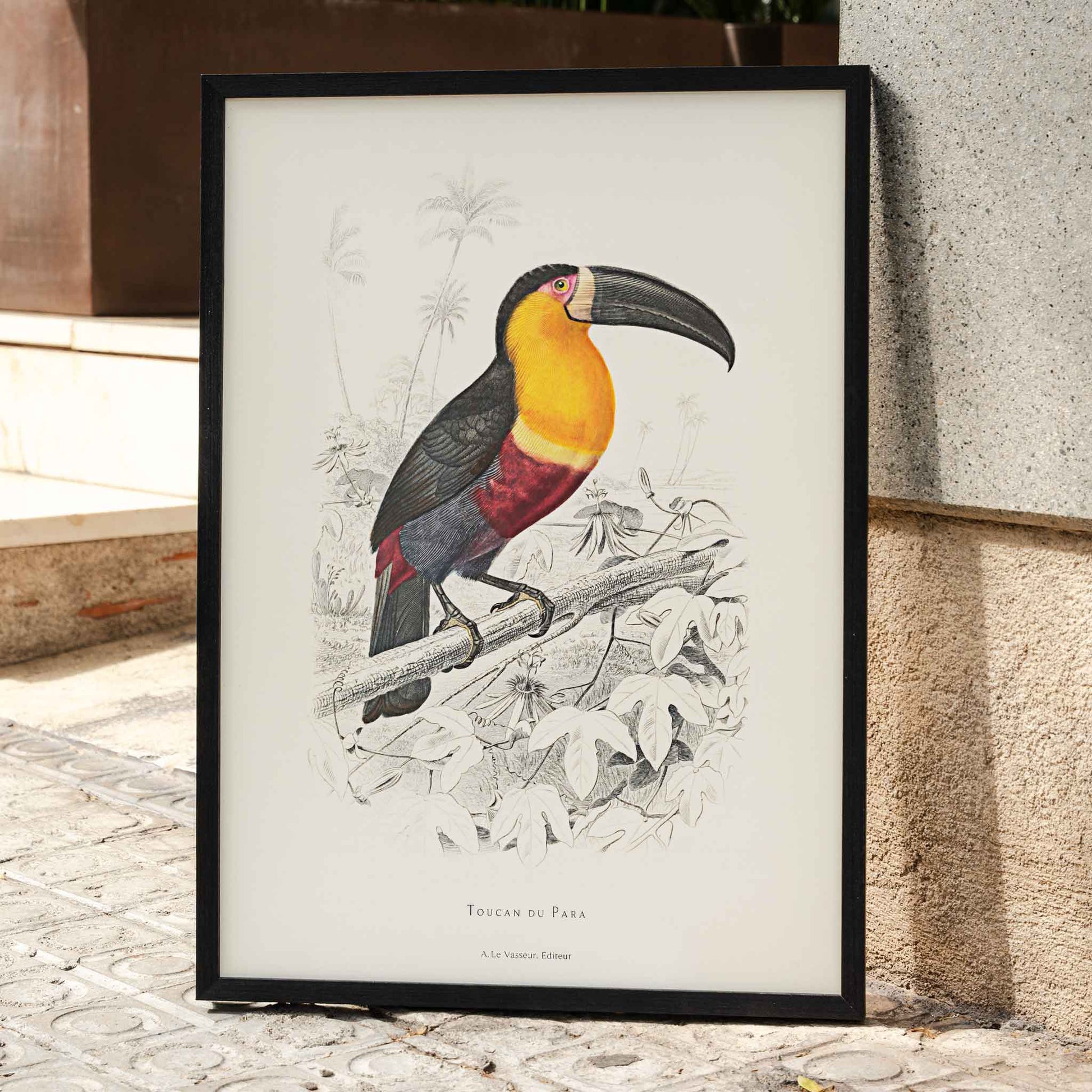 Colorful Toucan du Para perched on a branch poster artwork by Georges Louis Leclerc, framed and displayed in home decor