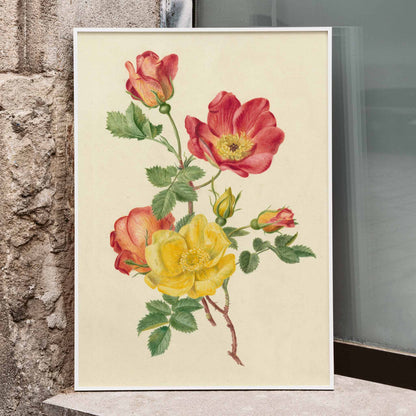 Botanical illustration of wild rose flowers with green leaves yellow and pink blooms by Antoinette Luden, framed and displayed in home decor
