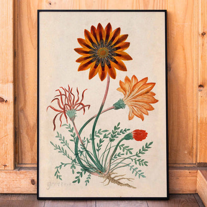Botanical illustration poster of orange and red Gorteria diffusa flowers with green leaves by Robert Jacob Gordon, framed and displayed in home decor