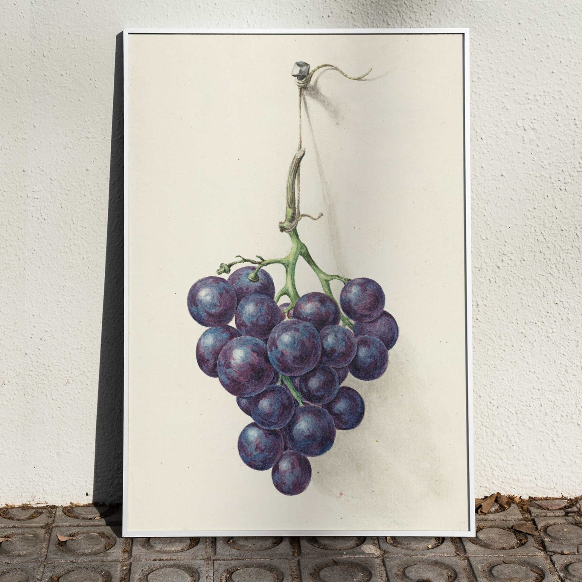 Realistic painting and poster of a bunch of blue grapes on a vine by Jean Bernard with light background, framed and displayed in home decor