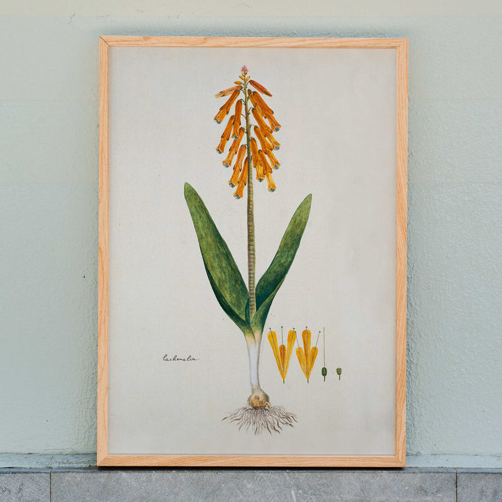 Botanical illustration poster of opal flower with orange blossoms and green leaves by Robert Jacob Gordon, framed and displayed in home decor
