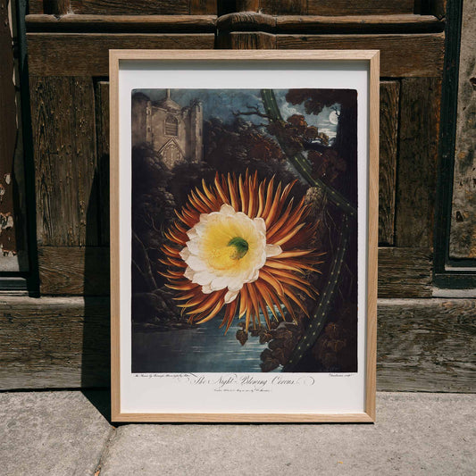 Night Blowing Cereus flower illustrated by Robert John Thornton with moonlit landscape and dramatic night background botanical art poster, framed and displayed in home decor