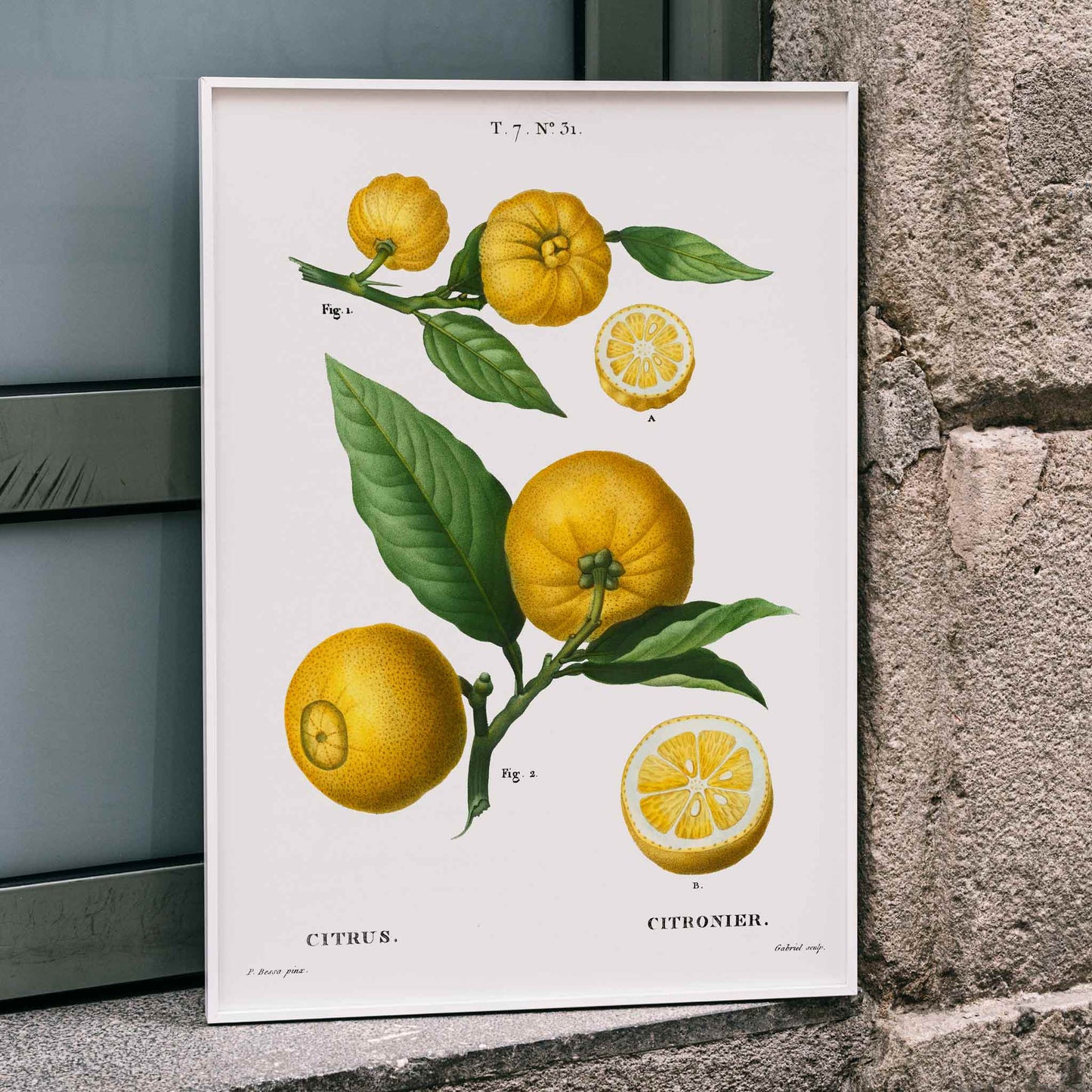 Botanical illustration of citrus fruit clusters and green leaves by Pierre-Joseph Redoute from Traite des Arbres et Arbustes, framed and displayed in home decor