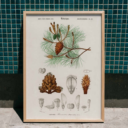 Maritime pine Pinus maritima botanical illustration by Charles Dessalines D Orbigny with detailed pine cones needles and plant parts poster artwork, framed and displayed in home decor