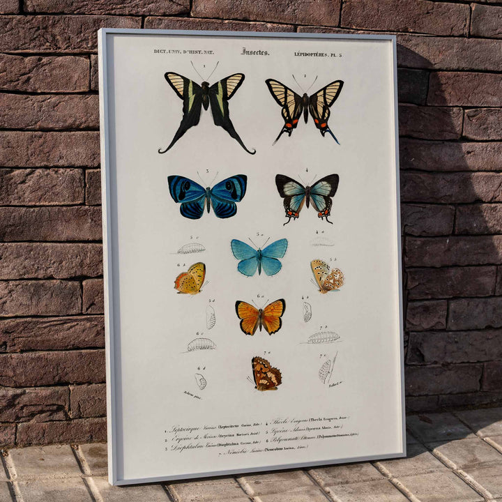 Colorful butterflies and chrysalises illustration and poster showing butterfly life stages by Charles Dessalines D Orbigny, framed and displayed in home decor