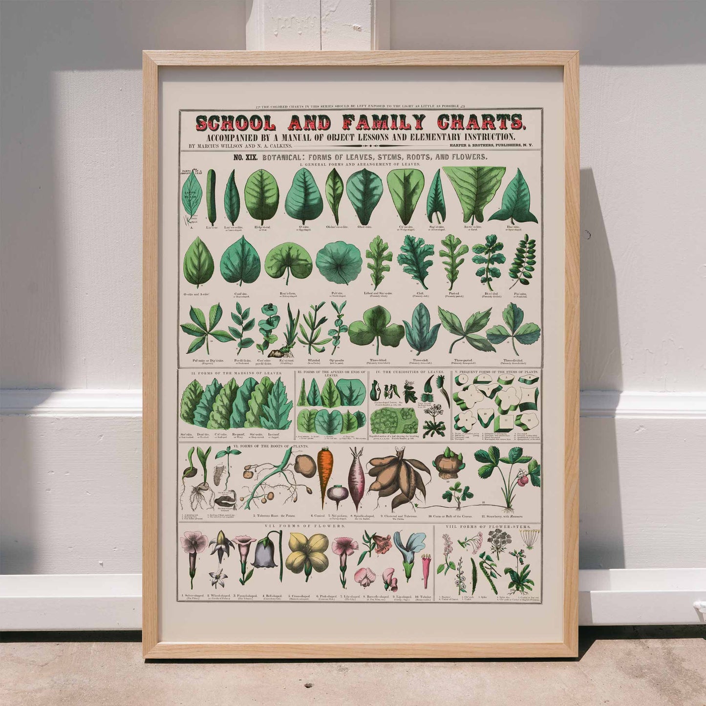 Botanical illustration and poster of leaves stems roots and flowers by Marcius Willson and Norman A Calkins school and family charts, framed and displayed in home decor