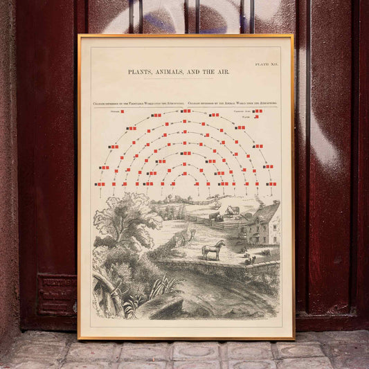 Vintage poster of ecosystem interactions by Edward Livingston Youmans Plate XII showing plants animals and air, framed and displayed in home decor