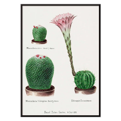 Botanical illustration and poster of Rainbow Pincushion cactus Easter lily Mammilaria nivea Mammilaria fulvispina Echinopsis Zuccariniana and other cacti from Familie Der Cacteen, with black aluminium frame on white background