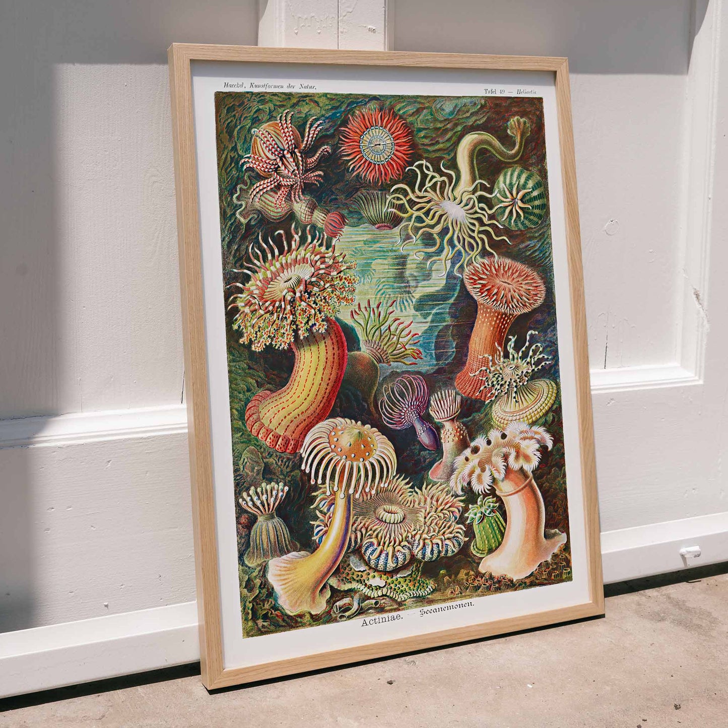 Colorful sea anemones underwater illustration and poster in various shapes and sizes from Actiniae Seeanemonen by Ernst Haeckel, framed and displayed in modern living room decor