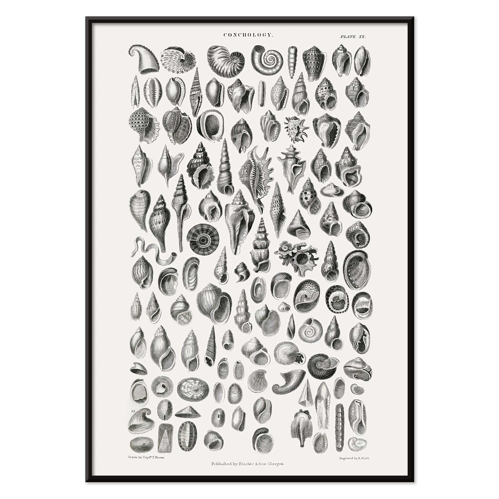 Vintage seashell illustration and detailed seashell poster by Oliver Goldsmith from A History of the Earth and Animated Nature perfect for natural history decor and study, with black aluminium frame on white background