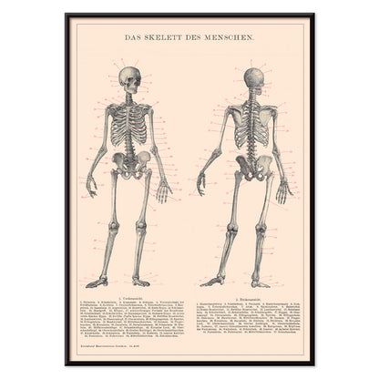 Detailed anatomical drawing and poster of human skeleton by Institute of Liepzig with labeled bones and scientific details, with black aluminium frame on white background