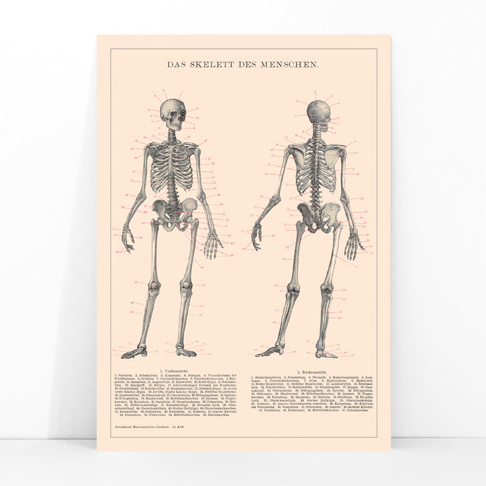 Detailed anatomical drawing and poster of human skeleton by Institute of Liepzig with labeled bones and scientific details, framed and displayed in modern living room decor