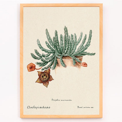 Botanical illustration and poster of Starfish cactus from Familie Der Cacteen featuring a green cactus with a detailed star shaped flower, framed and displayed in modern living room decor