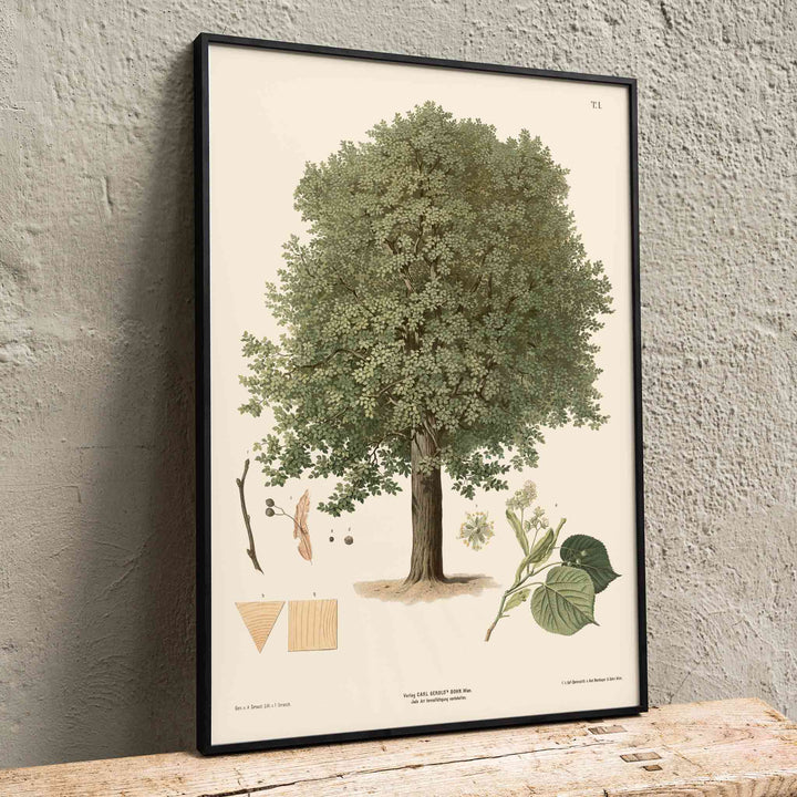 August Gerasch Summer Linden botanical poster featuring a mature linden tree, detailed foliage, flowering twigs and leaf studies, framed and displayed in home decor