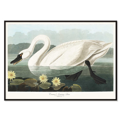 American Swan swimming among yellow water lilies artwork by John James Audubon Birds of America wall decor poster, with black aluminium frame on white background