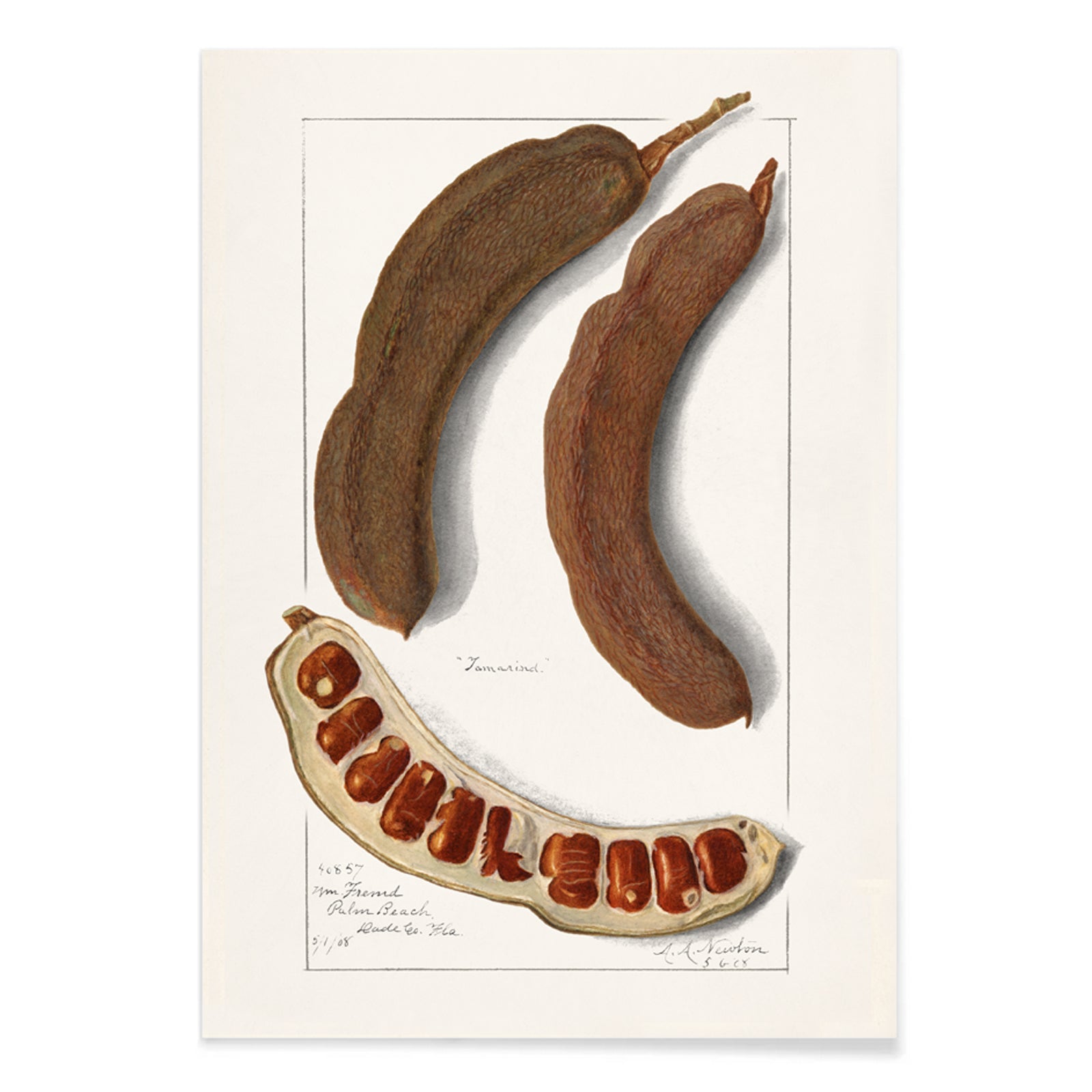 Botanical illustration and poster of Indian Tamarind Tamarindus Indica by Amanda Almira Newton featuring pods seeds and botanical artwork, with black aluminium frame on white background