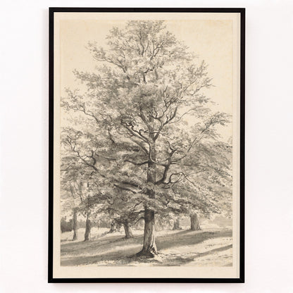 Closeup detail of Detailed drawing of a large tree in a sunlit natural landscape titled Big Tree by Cornelis Steffelaar poster