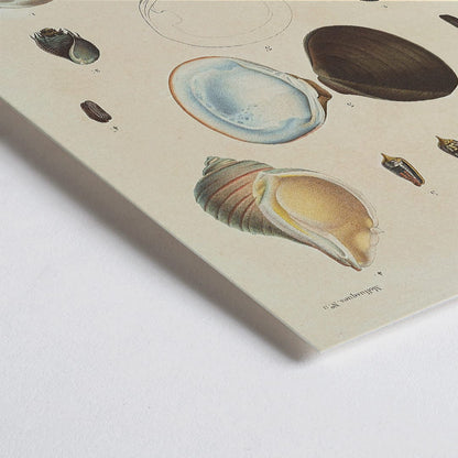 Closeup detail of Sea shell illustrations and poster of various sea shells by Louis Isidore Duperrey from Voyage autour du monde Plate 056