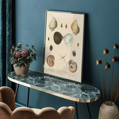 Sea shell illustrations and poster of various sea shells by Louis Isidore Duperrey from Voyage autour du monde Plate 056, framed and displayed in home decor
