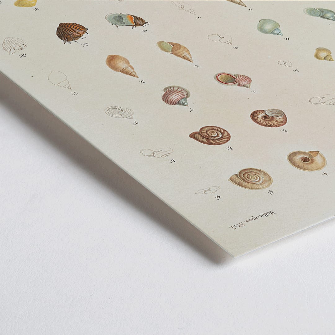 Closeup detail of Sea shells illustration and poster from Voyage autour du monde by Louis Isidore Duperrey Pl 058