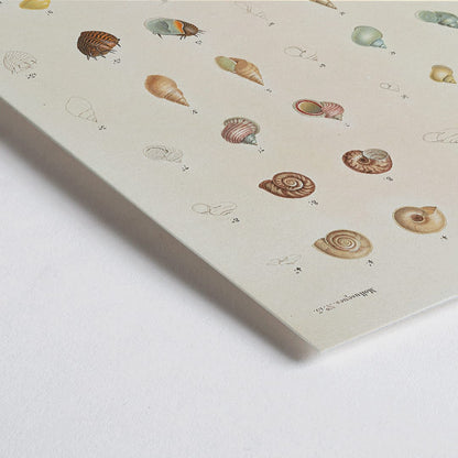 Closeup detail of Sea shells illustration and poster from Voyage autour du monde by Louis Isidore Duperrey Pl 058