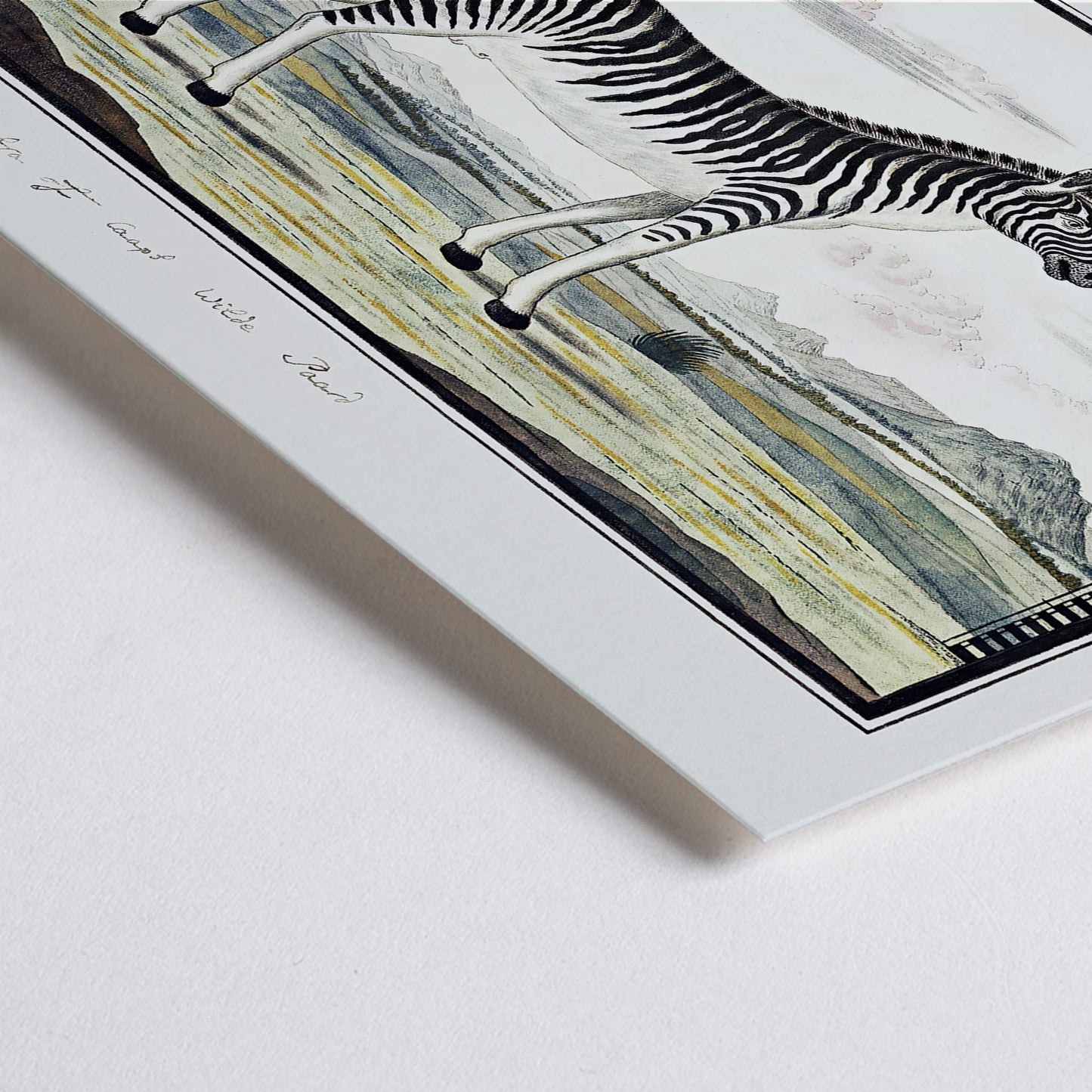 Closeup detail of Mountain zebra in a scenic landscape artwork titled Equus zebra Mountain Zebra by Robert Jacob Gordon poster